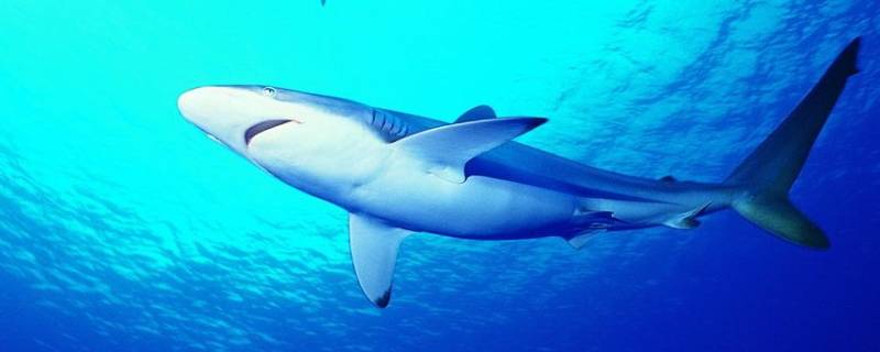 鲨鱼的习性和特点 鲨鱼的特点和生活特征