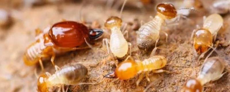 大水蚁能活多久（大水蚁可以活多久）