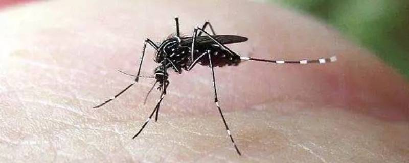 吸引蚊子的原因 人吸引蚊子的原因