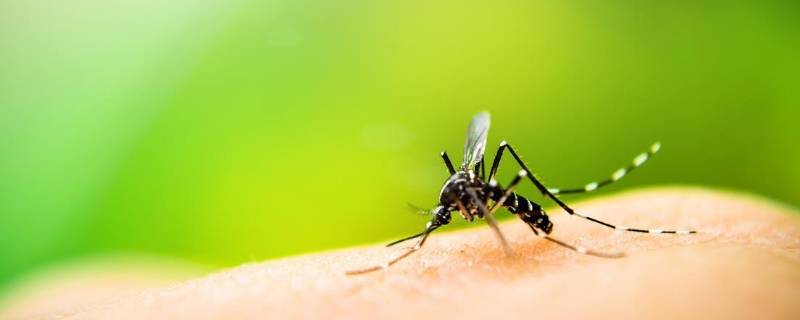蚊子多久吸一次血 蚊子一般多久吸一次血