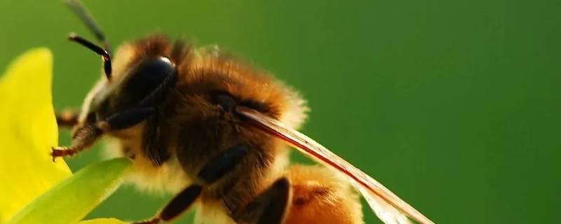 黑色的蜂是什么蜂 全身黑色的蜂是什么蜂