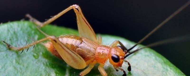 昆虫对人类有益的方面有哪些 昆虫类对人类有益的