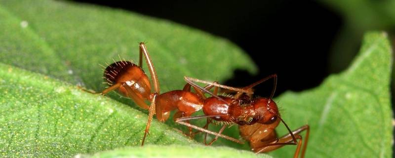红蚂蚁是什么样子的（红蚂蚁是啥样的）
