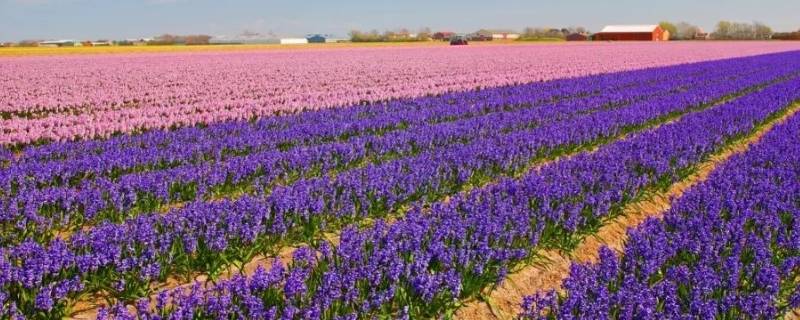 荷兰为什么被称为花之国（荷兰为什么被称为花之国100字）
