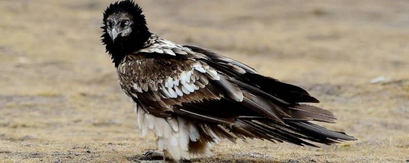 兀鹫的特点 兀鹫和秃鹫有什么区别