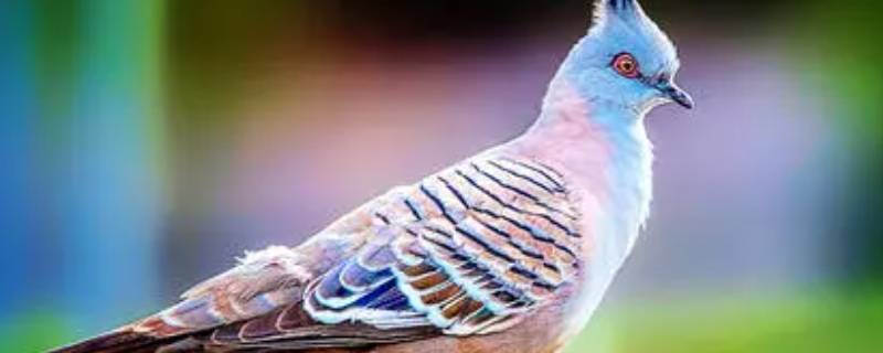 彩色的鸟主要内容 彩色的鸟主要内容50字