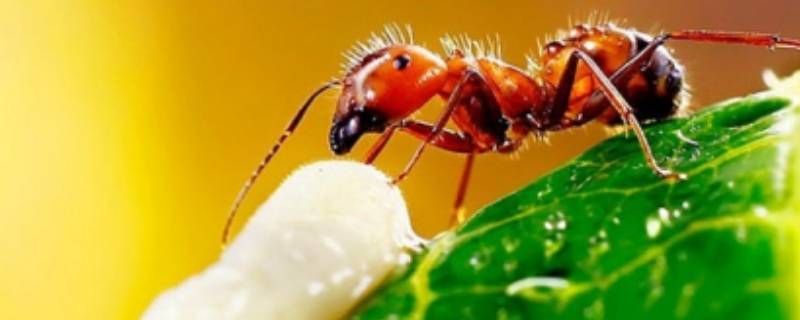 家里有红蚂蚁怎么回事 家里很多红蚂蚁是怎么回事