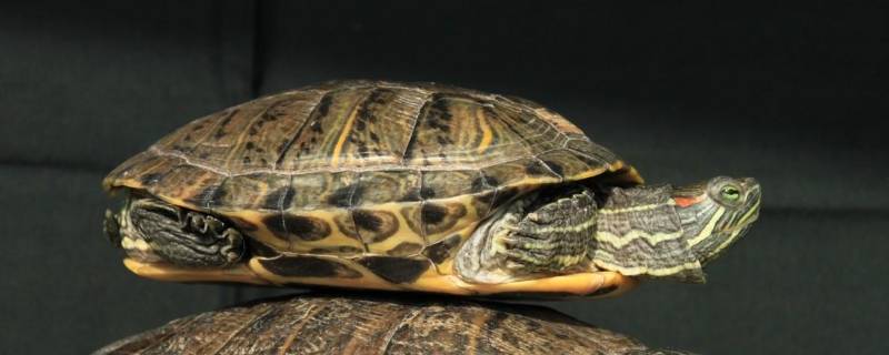 巴西龟的特点 巴西龟的特点和生活特征