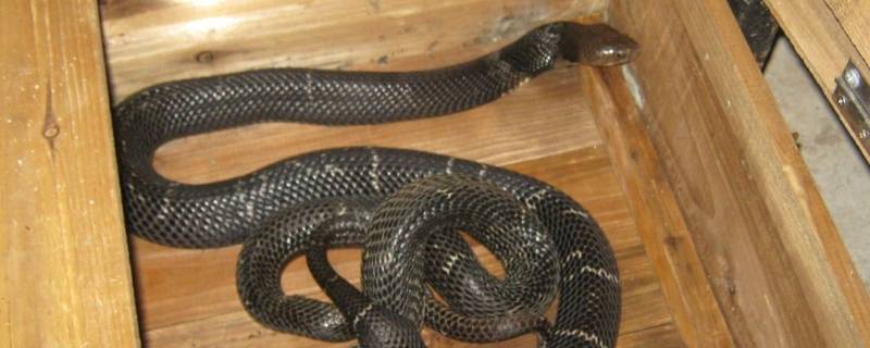 大乌鞘蛇的特点 蕲蛇和乌梢蛇的区别