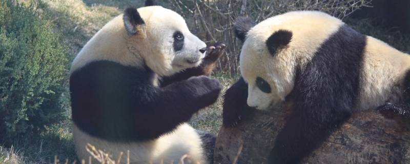 大熊猫的活动有哪些（大熊猫的活动是什么样的）