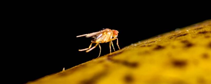 黄颜色的飞虫是啥虫 黄颜色的飞虫是啥虫图片