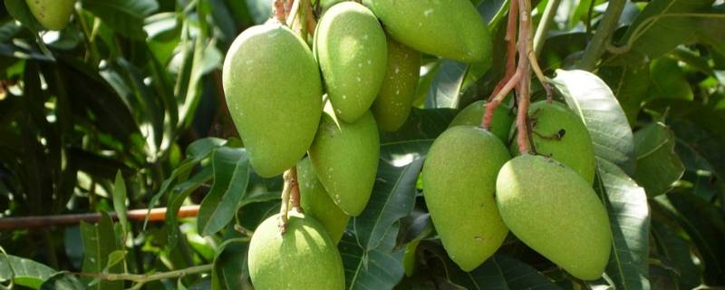 绿化芒果为什么不能吃 绿化芒果树为什么不能吃