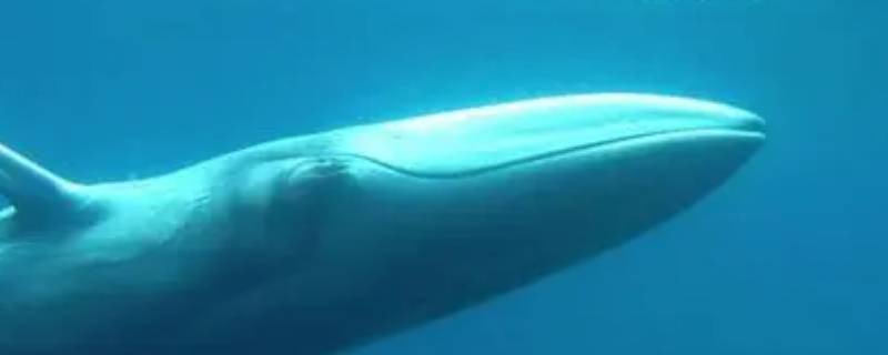 角岛鲸的特点 什么是角岛鲸