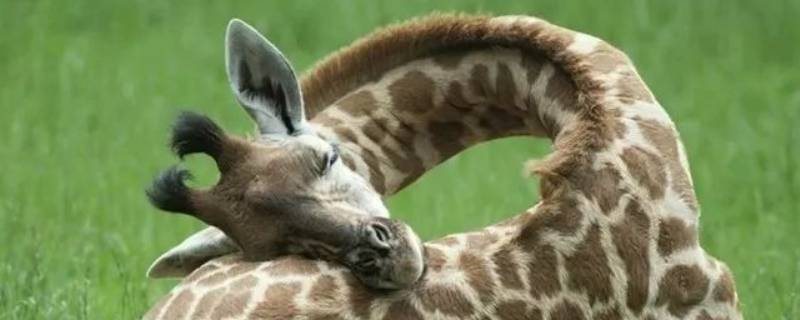 长颈鹿是怎么睡觉的 长颈鹿是怎样睡觉的呢