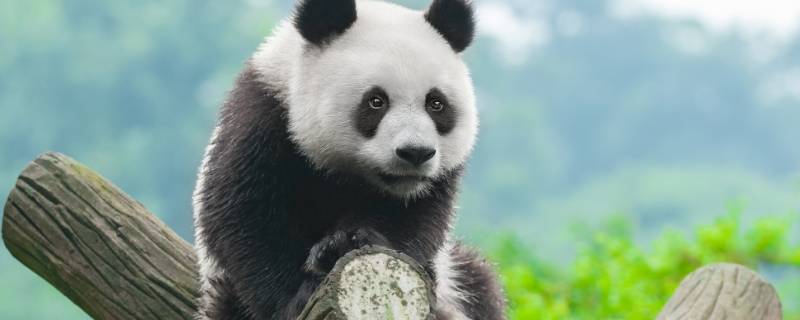 一只成年大熊猫有多重（一只成年大熊猫有多重?）