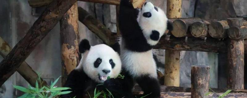 熊猫的爱好和特长是什么（熊猫的爱好和特点是什么）