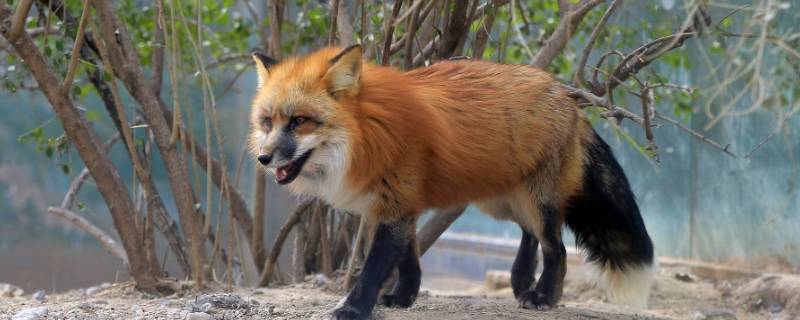 赤狐的特点 赤狐的特点是什么外形