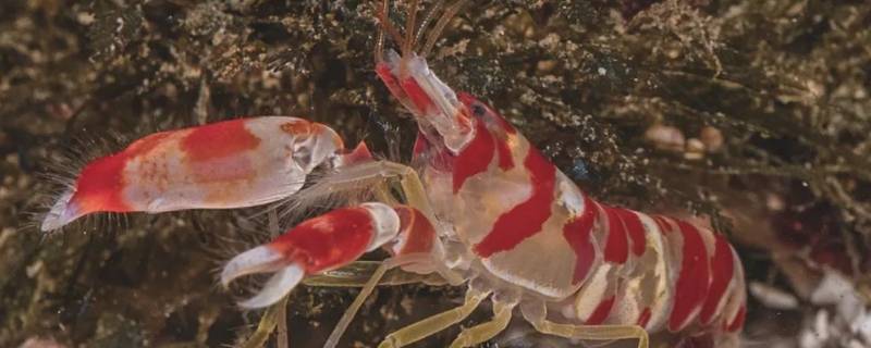 粉红珊瑚鳌虾的特点 粉红珊瑚螯虾
