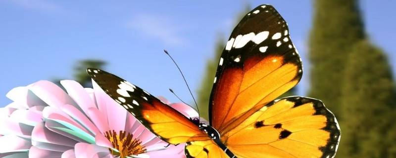 为什么毛毛虫会变成蝴蝶 为什么毛毛虫会变成蝴蝶的答案