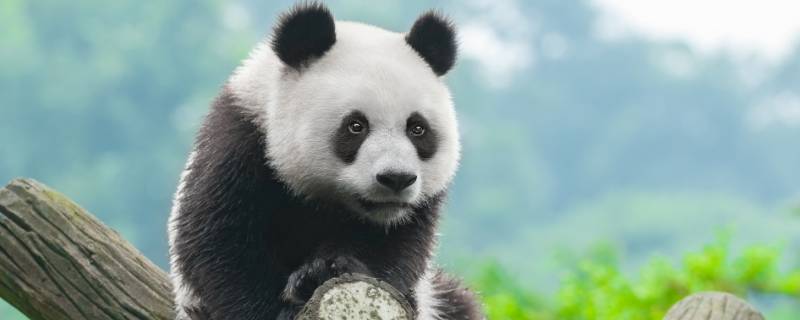 大熊猫最喜欢吃什么 大熊猫最喜欢吃什么竹子