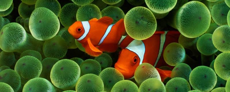 小丑鱼和海葵是如何共生的 小丑鱼和海葵是如何共生的作文