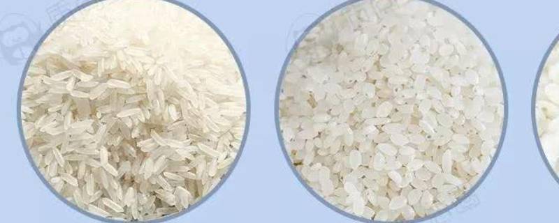 籼米和粳米有什么区别 籼米和粳米有什么区别 中医