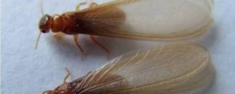 家里出现大水蚁的原因 家里出现大水蚁怎么消灭