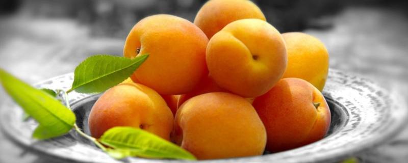 白杏和黄杏的区别是什么（小白杏和小黄杏的区别）