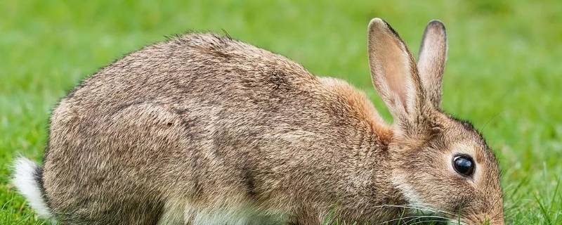 家兔的特点 家兔的特点是什么