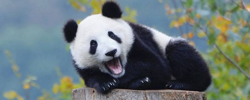大熊猫有几个品种 中国大熊猫有几个品种