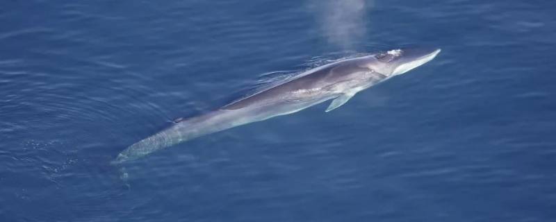 长须鲸的特点 长须鲸在外形上最大的区别是什么