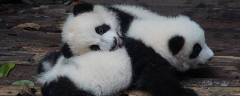 大熊猫和小熊猫有什么区别（大熊猫和小熊猫有什么区别2017年夏天）