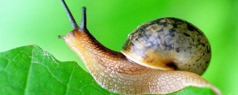 蜗牛一般在什么地方可以找到 能在什么地方找到小蜗牛