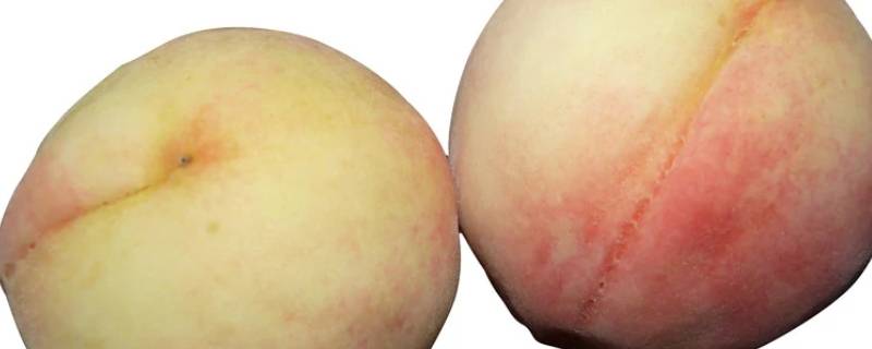 桃子里面有黏糊糊的东西是什么 桃子里面的胶状物是什么