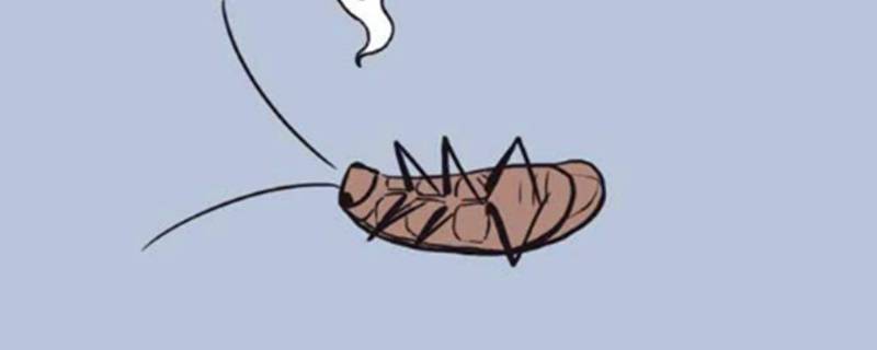 为什么有蟑螂 为什么有蟑螂爬床上来