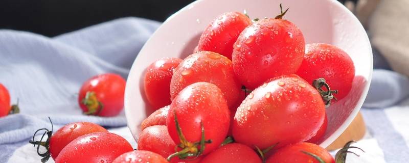 小番茄可以放多久 油浸小番茄可以放多久