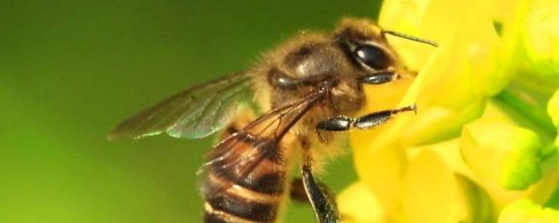 蜜蜂为什么会辨认方向的原因 为什么蜜蜂能辨认方向?