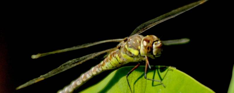 蜻蜓是人类的什么（蜻蜓是人类的什么,幼虫在哪里发育生长）