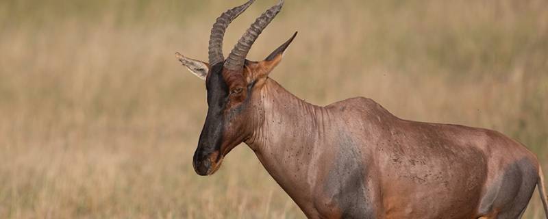 南非白纹牛羚的特点（非洲羚羊的种类）