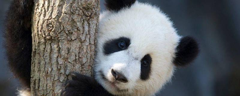 大熊猫的外形特点是什么 大熊猫的外形特点是什么,定时玩耍睡觉,性格是什么