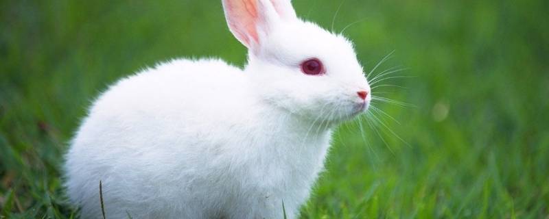 小白兔怎么吃萝卜 小白兔怎么吃萝卜视频