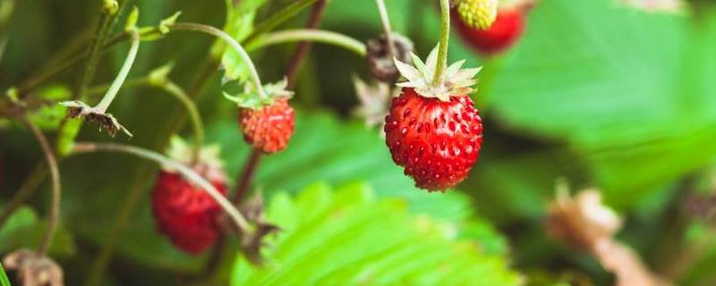 野草莓有哪几种（野草莓有哪几种?）