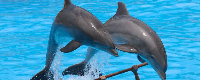 宽吻海豚的特点 宽吻海豚和普通海豚区别