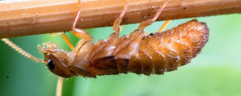 水蚂蚁该如何消灭 用水可以消灭蚂蚁吗