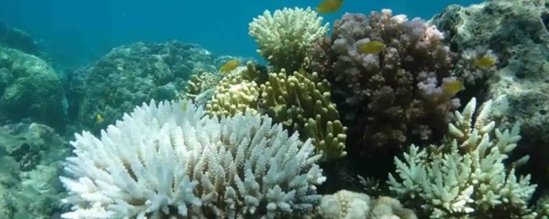 珊瑚的特点（珊瑚的特点简单说法）