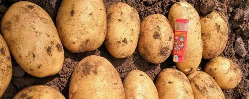 新土豆如何保存方法 新土豆怎样保存