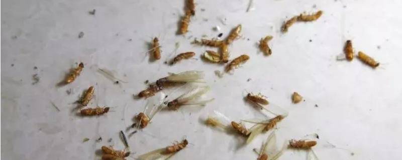 飞蚁出现的原因 飞蚁产生原因