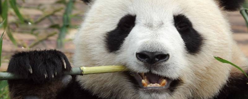 大熊猫的名称是什么 大熊猫的名称是什么?