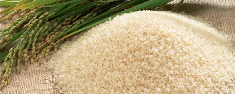 灿米是什么 籼米是什么米读音