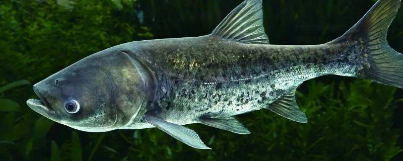 鳙鱼的特点 鳙鱼的食性特点是什么